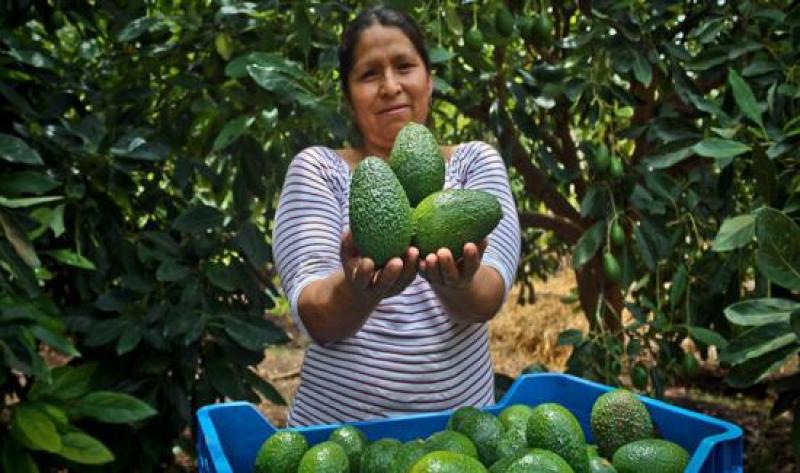 Arequipa: pequeños productores del valle del Colca exportarán 15 toneladas de palta Hass