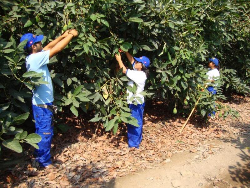 AREQUIPA SERÍA UNA REGIÓN LIBRE DE MOSCAS DE LA FRUTA PARA EL 2017