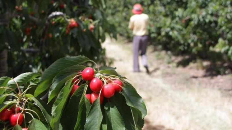 Argentina empezará a exportar cerezas a China desde enero