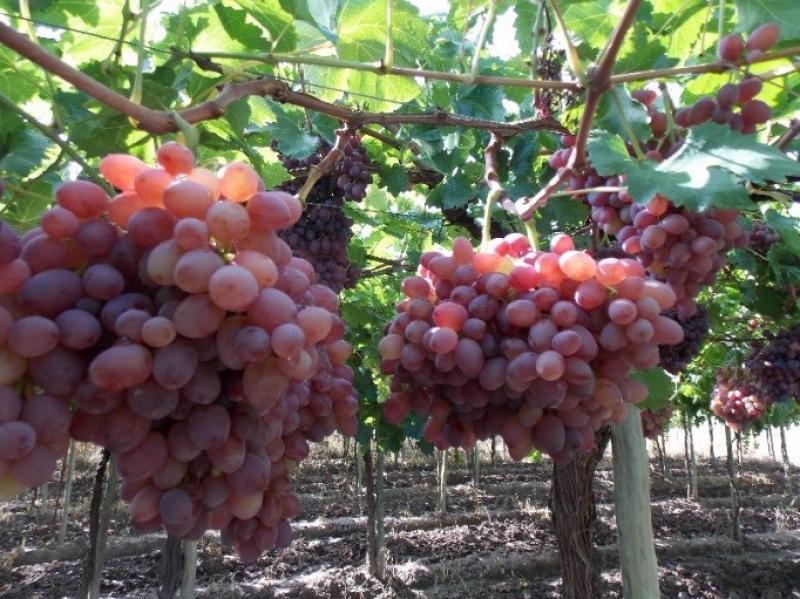 Argentina firma protocolo para exportar uva de mesa a China