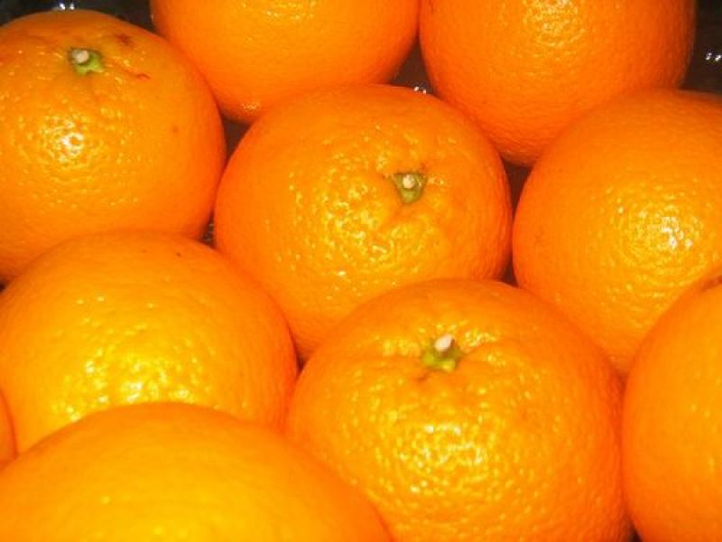 ARGENTINA: PROMUEVEN SIEMBRA DE NARANJA VALENCIA SEEDLESS -CCC 137