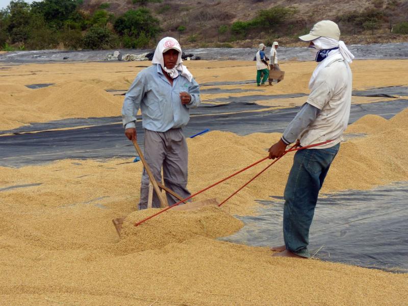 Arroceros buscan crear fondo para investigación