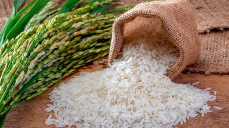 Arroz se consolida como el tercer cultivo agrícola más importante del país