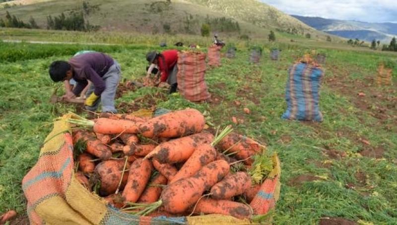 Arveja verde, zanahoria, cebolla china, tomate, olluco y choclo entre los productos que más subieron de precio a nivel nacional en enero de 2023