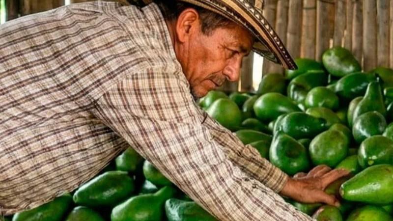 Atención: la palta colombiana se consolida en un producto estrella de su agroexportación
