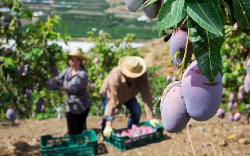 Aumenta el volumen de mango procedente de Sudamérica