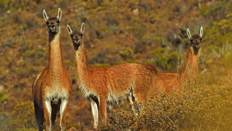 Aumenta en 8.12% el número de guanacos en la Reserva Nacional de Calipuy