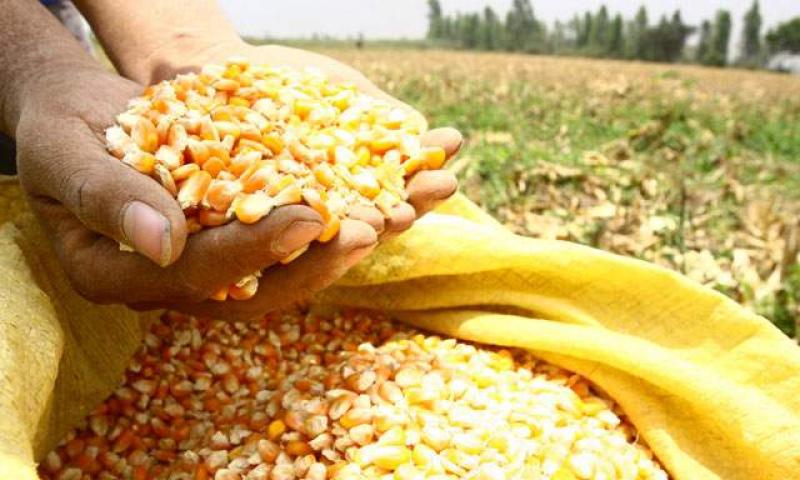 Avícolas quieren comprar maíz amarillo duro nacional al precio del importado que llega  subsidiado