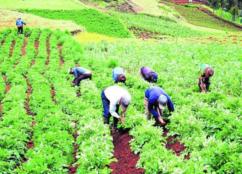 AYACUCHO: PUBLICARON RESULTADOS DE ENCUESTA DE INTENCIÓN DE SIEMBRA