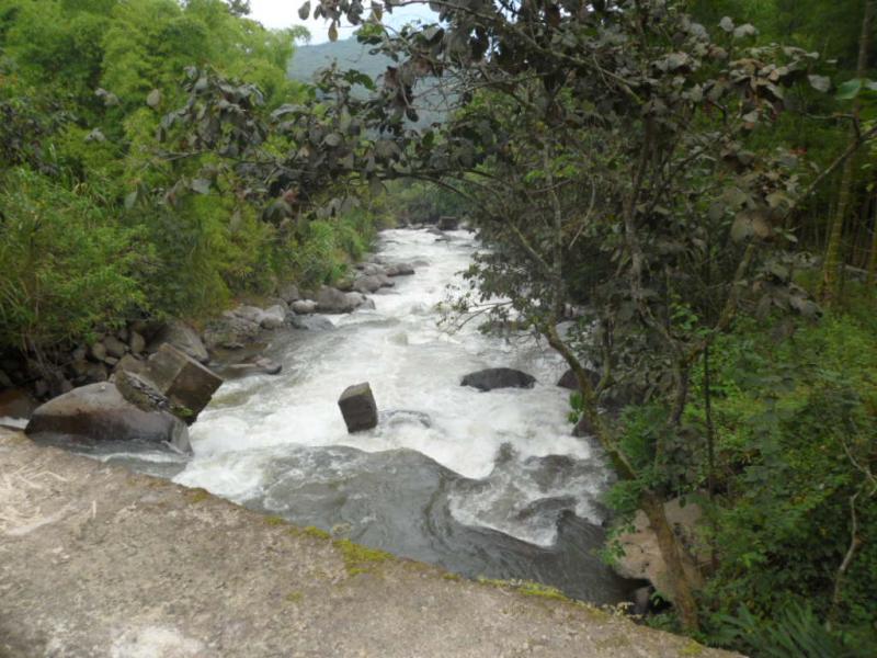 BAMBÚ SERÍA USADO CONTRA EROSIÓN DE RIBERAS DE RÍOS Y PARA EVITAR HUAYCOS