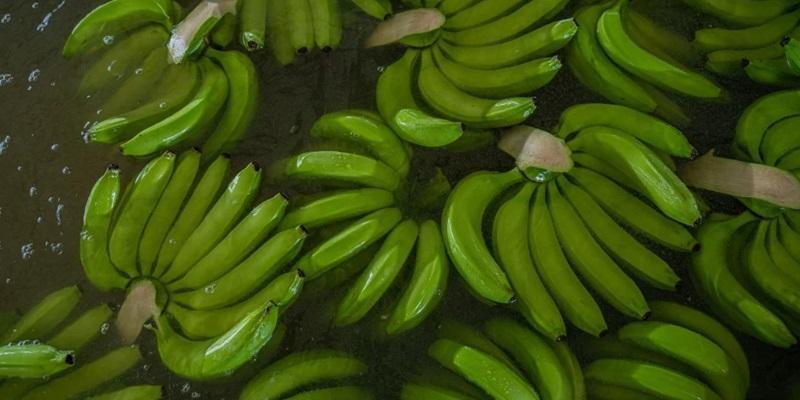 Banano impulsa exportaciones de frutas de Colombia en 2024