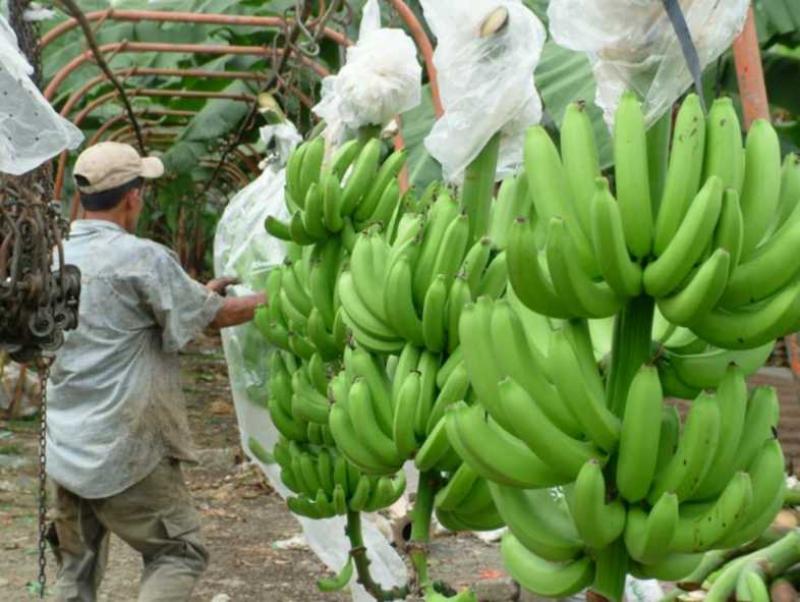 BANANO ORGÁNICO SERÁ EL \"PRODUCTO ESTRELLA\" DEL ALTO PIURA