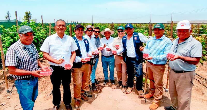 Barranca: pequeños productores hacen pasantía para conocer oportunidades del cultivo de frambuesa