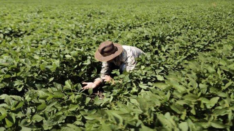 BCR: Se perdieron 100.000 empleos en el sector agropecuario durante enero