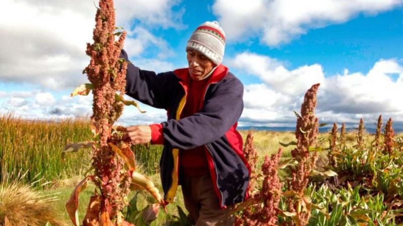 Bolivia exportó quinua por US$ 16.5 millones en el primer trimestre de 2024, mostrando un aumento de 56.6%