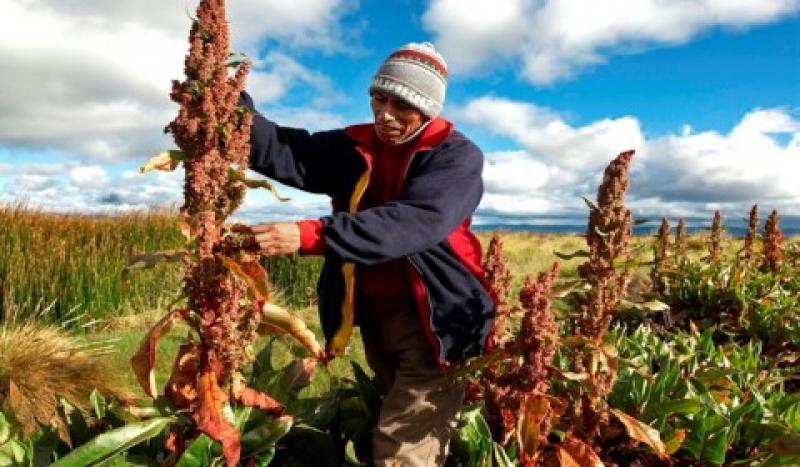 BOLIVIA: SE TRIPLICÓ LA DEMANDA INTERNA DE QUINUA 