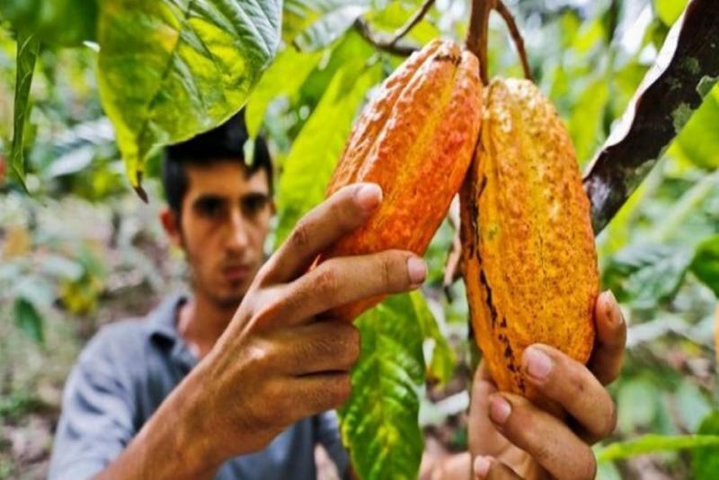 Brasil, Colombia y Perú trabajan agenda común para el cacao sostenible de la Amazonía