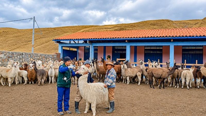 Buscan proteger  a  más de 376.000 cabezas de ganado en Junín, Tacna y Ayacucho