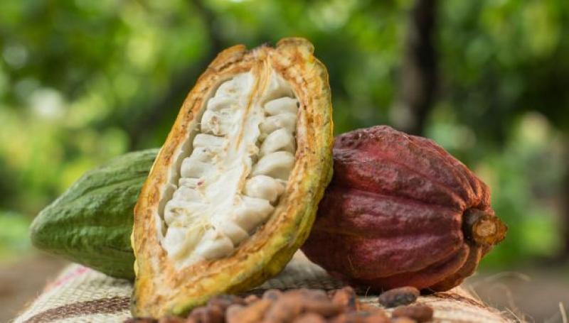 Cacao de San Martín cumple estándares de exportación establecidos por la Unión Europea