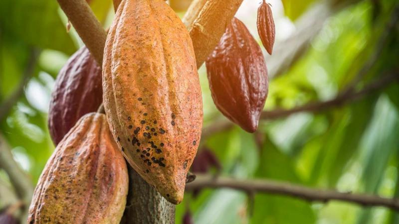 Cacao peruano empieza a ganar protagonismo en Asia