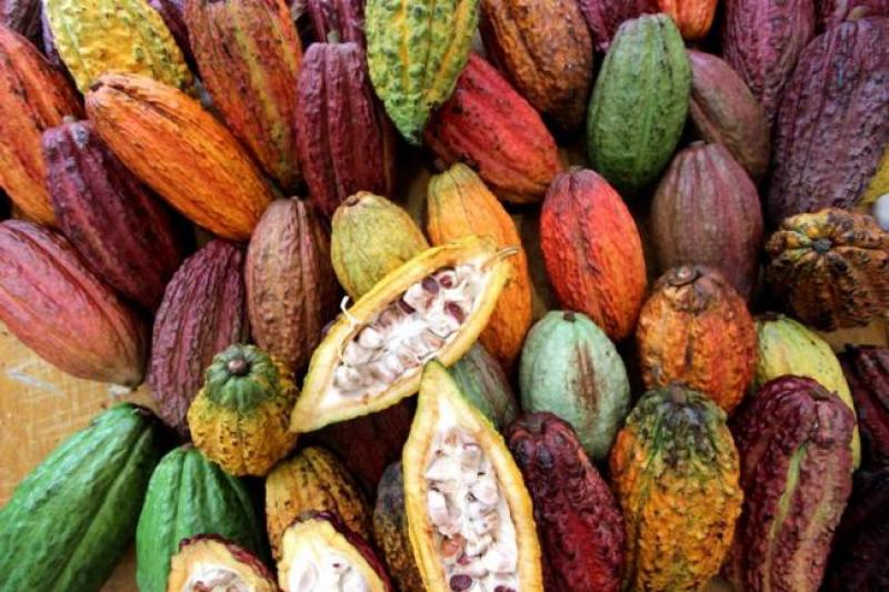 CACAO PERUANO NECESITA ESTRATEGIA DE “BRANDING” PARA DARLE VALOR AGREGADO