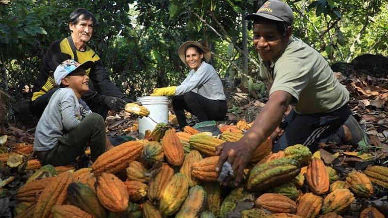 Cacao y chocolate: poco acceso de pequeños productores a servicios afecta la productividad