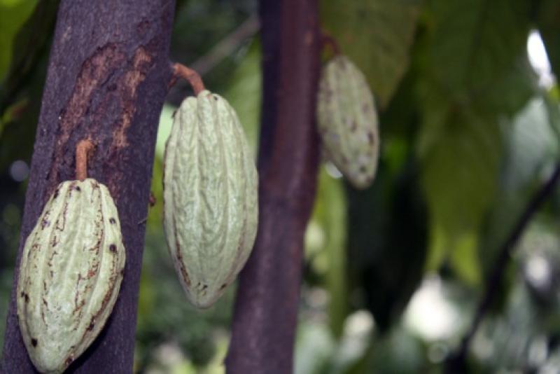 CACAOTEROS CONFORMAN ALIANZA COMERCIAL PARA EXPORTAR A EEUU Y SUIZA