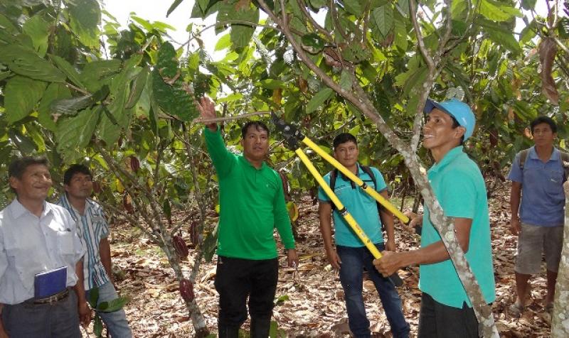 CACAOTEROS DE LA PROVINCIA DE SATIPO MEJORAN SUS TÉCNICAS DE CULTIVO