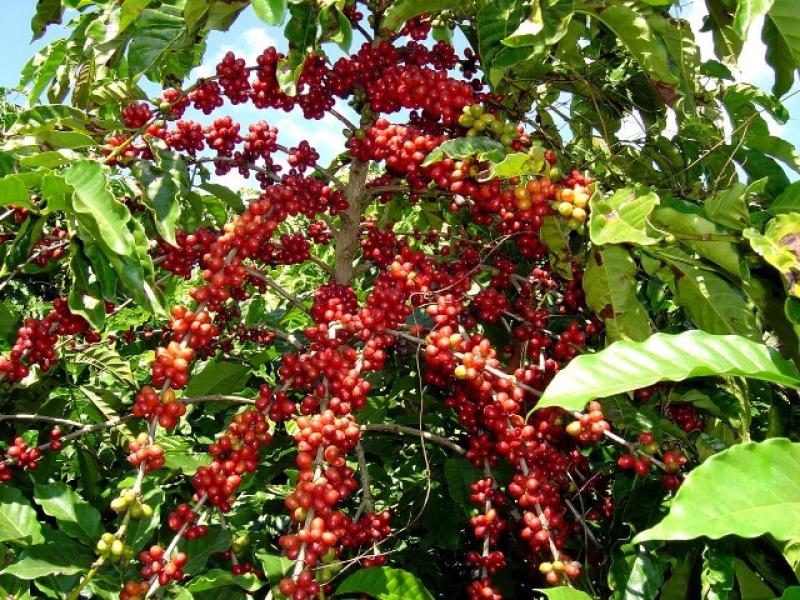 CACVRA EXPORTARÁ 100 MIL KILOS DE CAFÉ Y 5 MIL DE CACAO AL MERCADO EUROPEO 