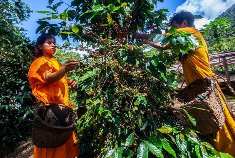 CAF plantea soluciones basadas en la naturaleza para el desarrollo de América Latina