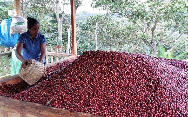 Café Circular: el proyecto que busca convertir más de 62 mil quintales de pulpa en 1.050 Tm de abono orgánico