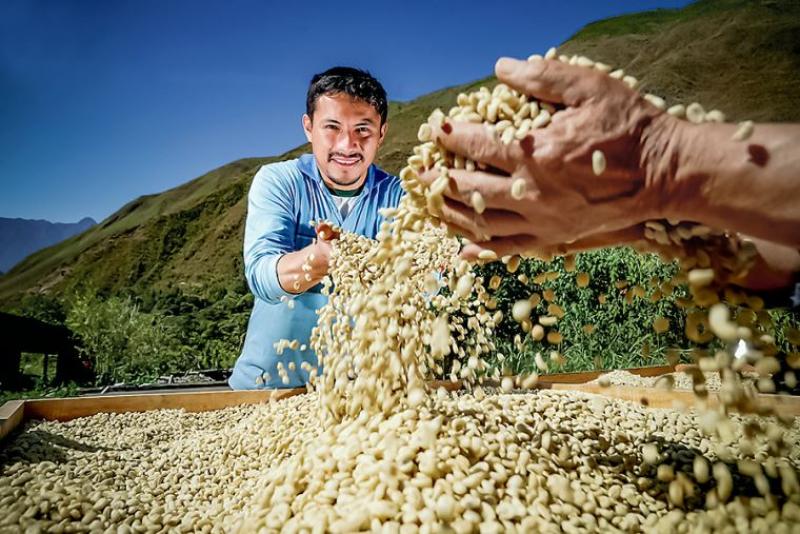 Café peruano camino a mejorar su rendimiento