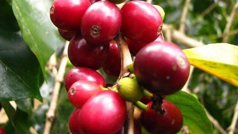 Café Villa Rica de Oxapampa logra su primera exportación al mercado argentino