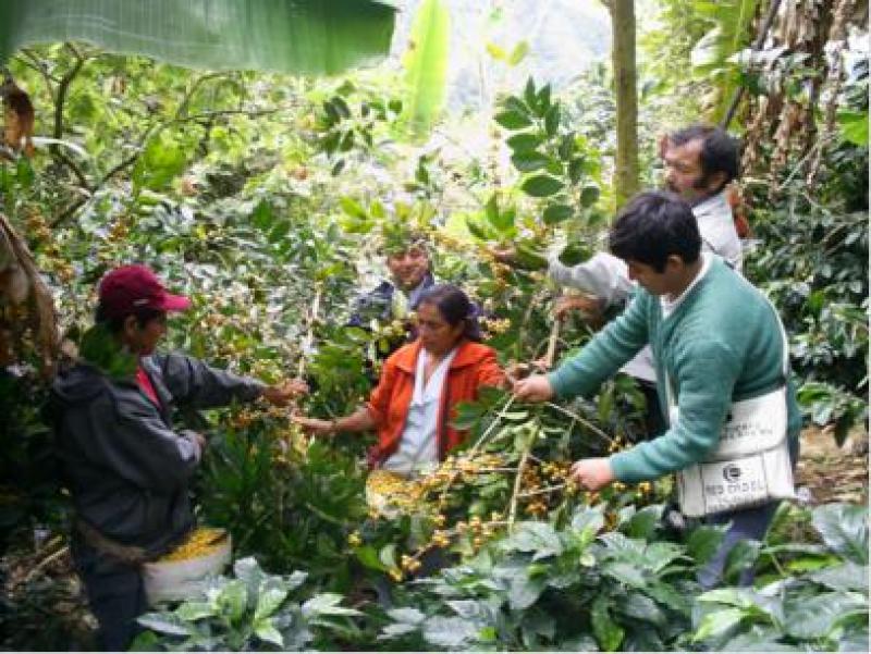 CAFETALEROS DEL VRAEM INICIAN COMERCIALIZACIÓN A EUROPA