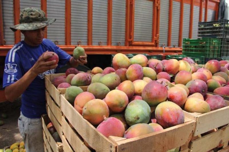 CAÍDA EN EL PRECIO DEL MANGO SE DEBE A SOBREOFERTA EN EL MERCADO