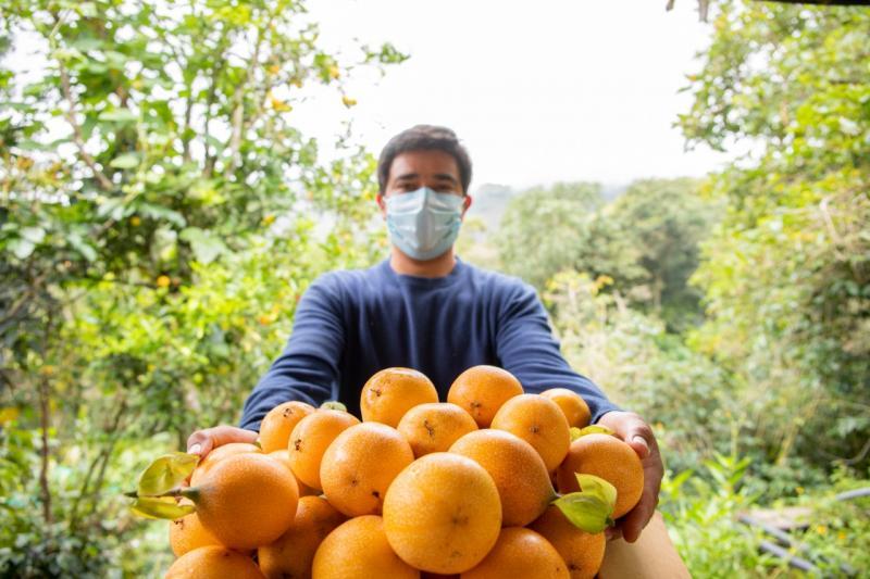 Cajamarca mejorará la producción de granadilla