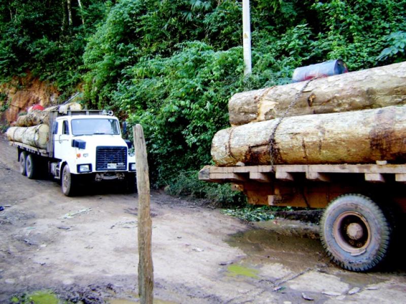 CÁMARA NACIONAL FORESTAL NIEGA QUE SE EXPORTE CAOBA ILEGAL  