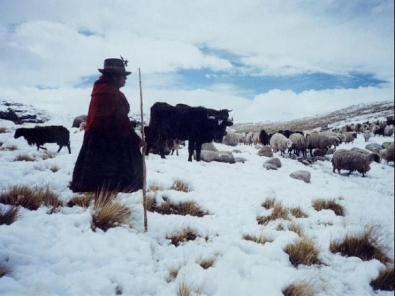 CAMBIOS BRUSCOS DE TEMPERATURA AFECTAN GANADO EN HUANCAVELICA