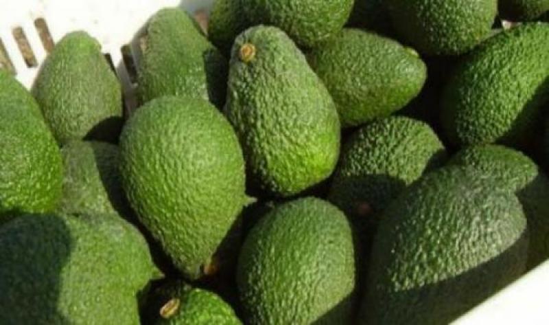 Camet Trading exportó 830 contenedores de palta en la campaña de este año