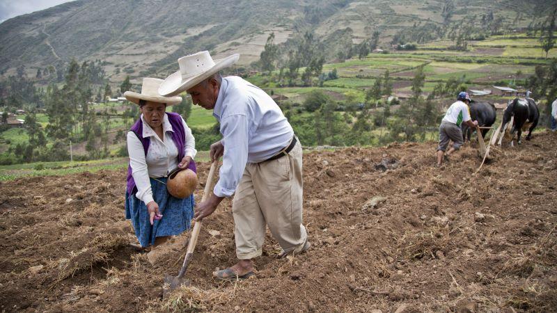 Campaña agrícola 2024-2025 busca seguir la tendencia creciente del último año