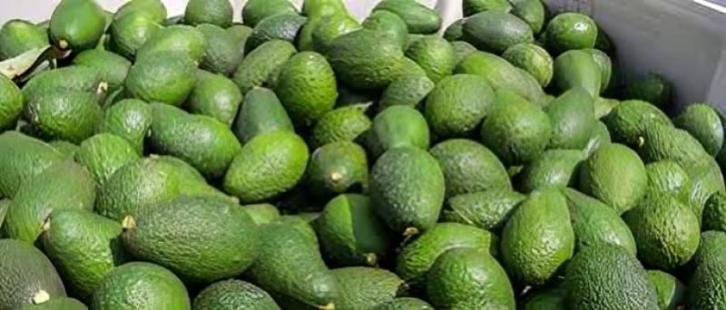 Campaña chilena de palta inicia una nueva temporada con un 14.4% menos de producción