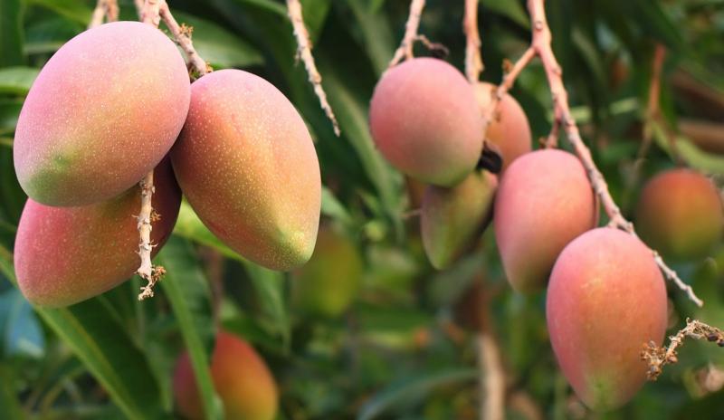 Campaña de mango 2017/2018 se proyecta en 240 mil toneladas