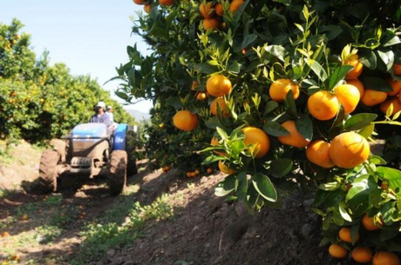 CAMPOS NUEVOS ALIENTAN EL CRECIMIENTO DE LAS EXPORTACIONES DE CÍTRICOS