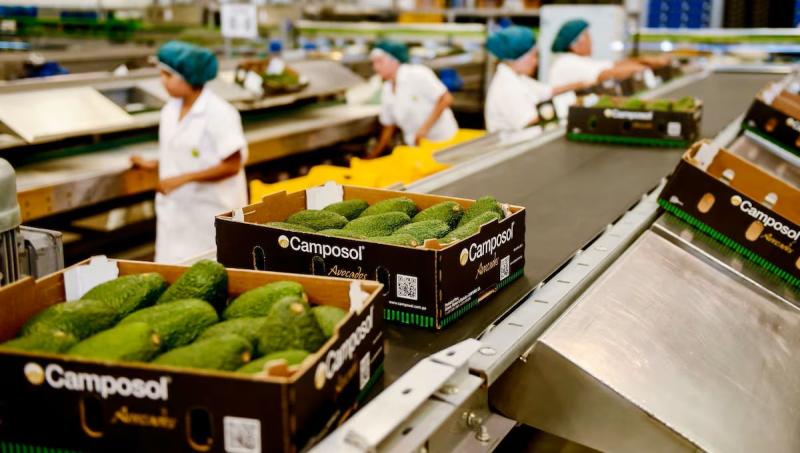 Camposol aumenta ebitda y aguarda ventas de paltas peruanas en tercer trimestre