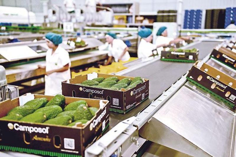 CAMPOSOL: ENVÍOS DE PALTA HASS DISMINUIRÍAN 20% ESTA CAMPAÑA