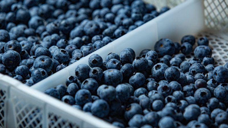 Camposol impulsa el recambio varietal del arándano