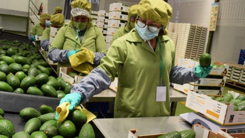 Camposol lidera las agroexportaciones peruanas en 2025 con ventas por US$ 474 millones