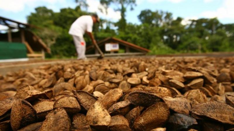 Capacitan a castañeros sobre Ley de Modernización de Inocuidad de Alimentos para evitar rechazos en EE.UU.