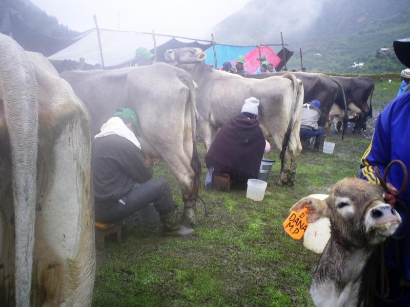 CAPACITAN A PRODUCTORES EN TALLER DE GANADERÍA DE PRODUCCIÓN DE LECHE