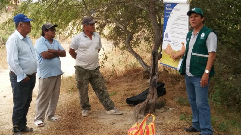 Capacitan en control de mosca de la fruta a productores de ciruela en Zarumilla